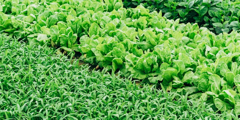 Agriculture and Allied exhibition