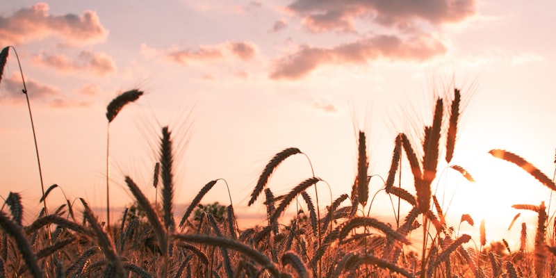 Agriculture and Allied exhibition