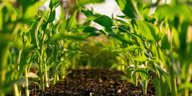Agriculture and Allied exhibition